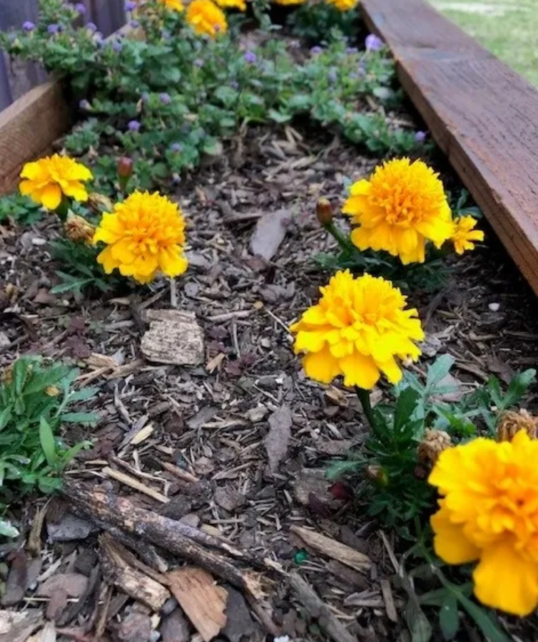 Re-Seeding Marigolds